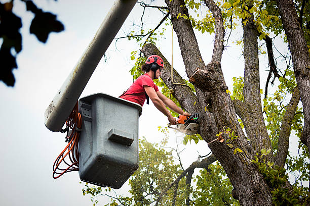 Best Tree Removal Near Me  in Johnson, AR